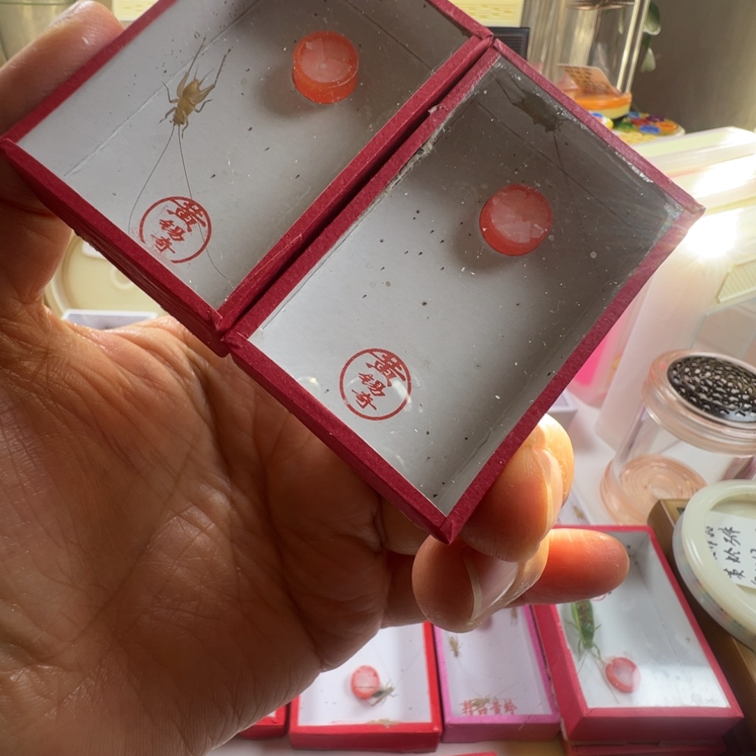 蟋蟀两只黄老师中黄蛉