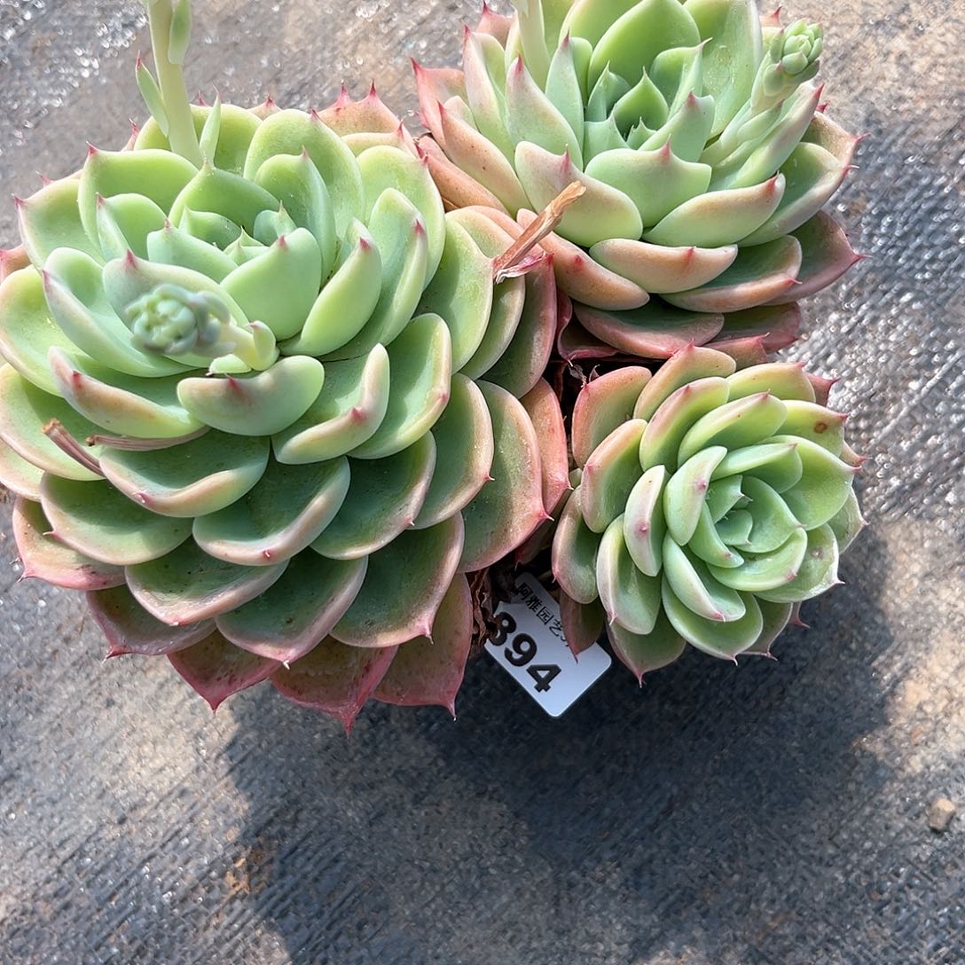 阿雅园艺。    不售后894