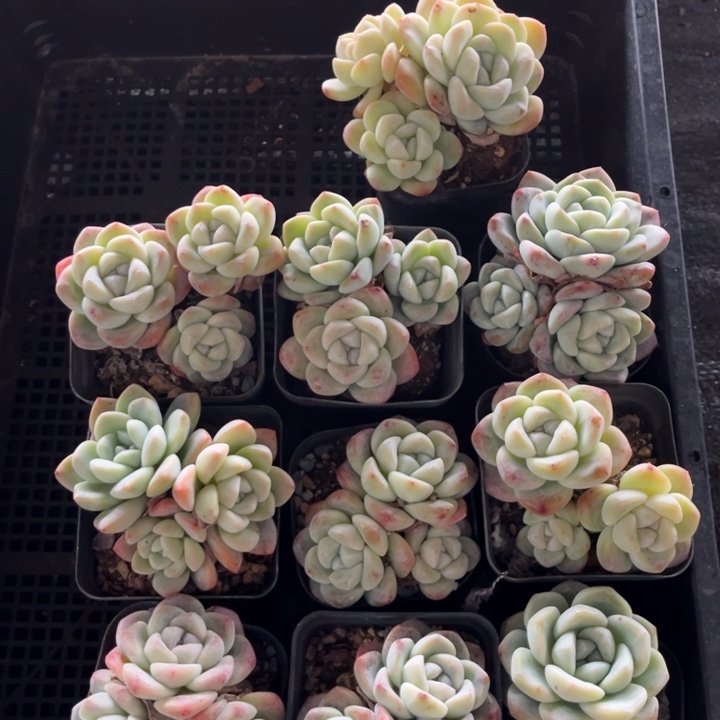 冰玉多肉七方盆一组10个16号