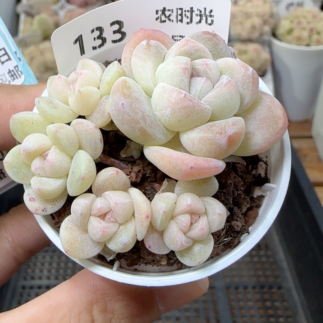 【闪购商品】0223-133冰玉