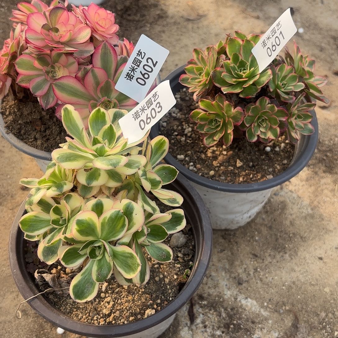 倾城纳福燕子锦砍头群多肉植物601-02-03