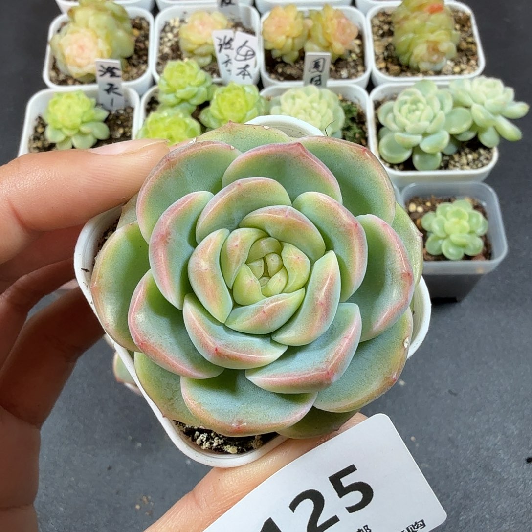 甜心谪仙一物一拍125