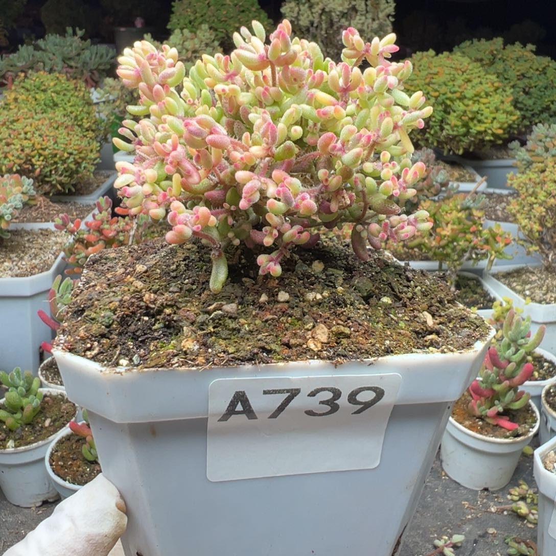 A739红宝石锦枝干一物一拍