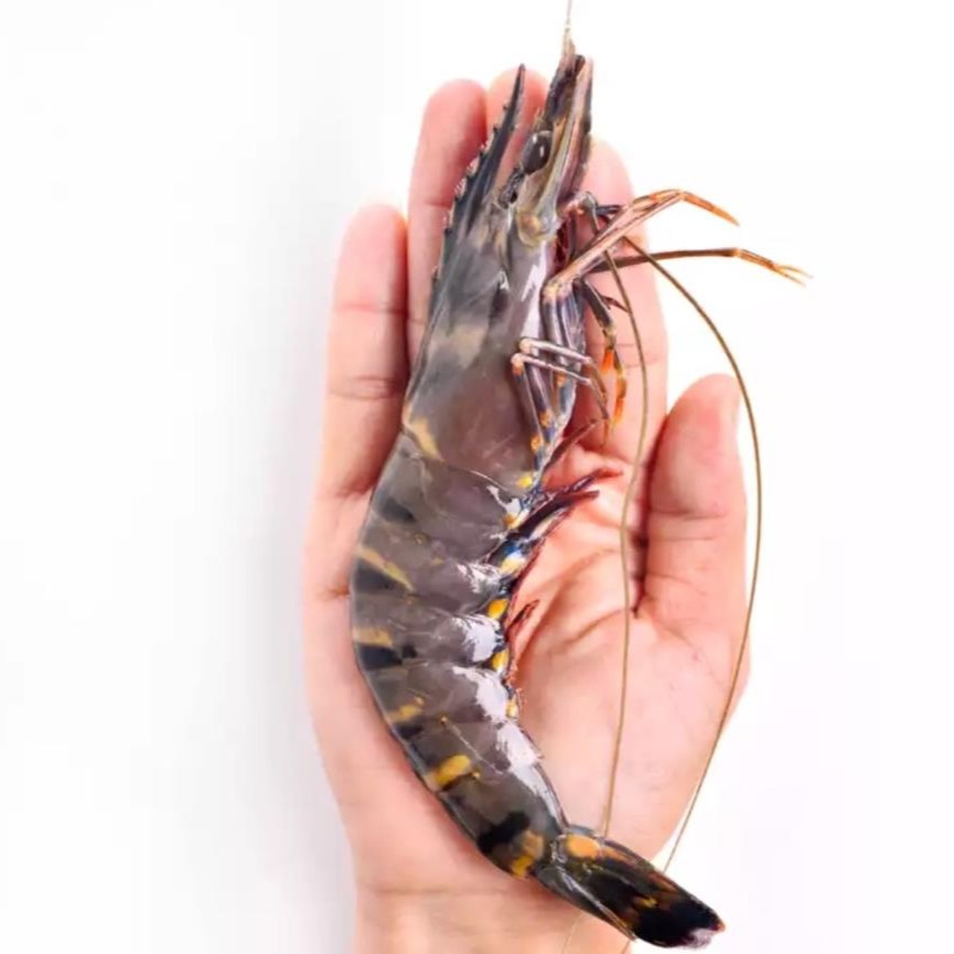 福建东山海岛超大黑虎虾 红爪虎虾 肉质鲜嫩 野生海鲜 