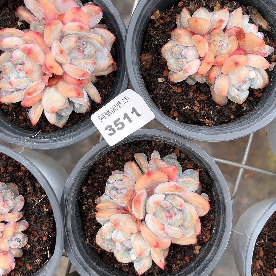 阿雅园艺。    3511