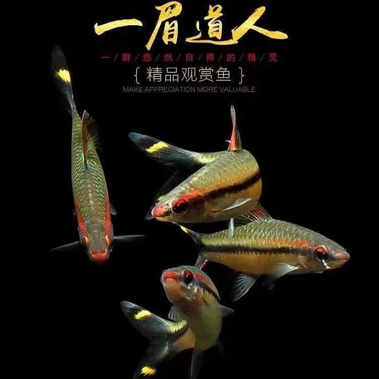 黄化一眉道人鱼红眉灯科鱼小型淡水群游热带观赏鱼苗彩虹钻石活体