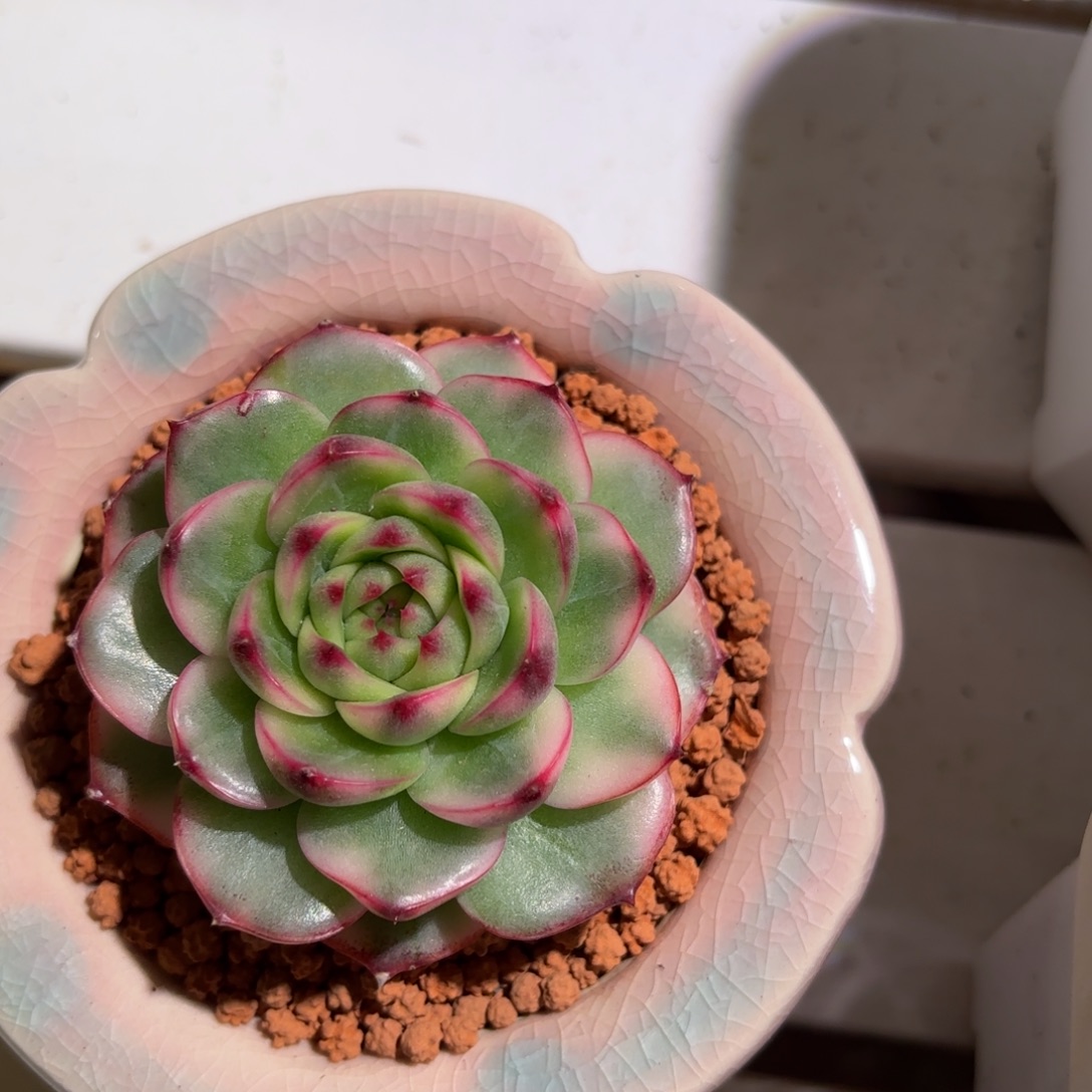 月亮石锦多肉植物