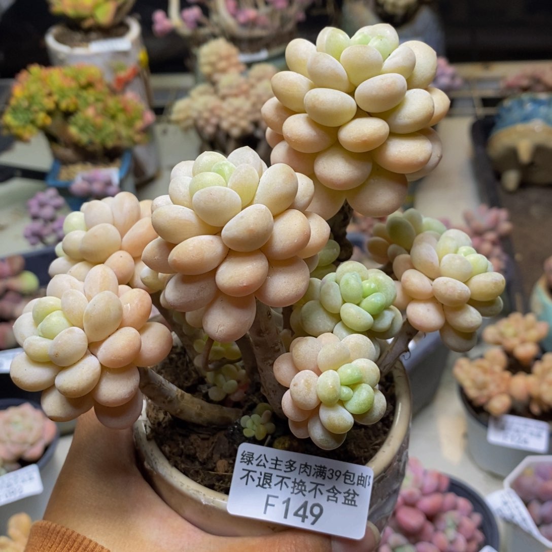 149洛可可多肉10cm