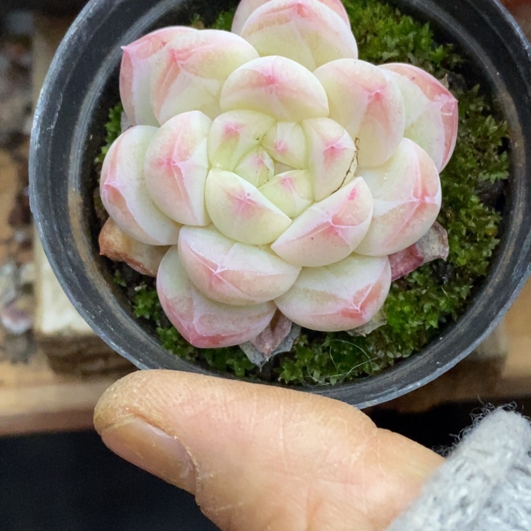 精品多肉一物一拍不包整224