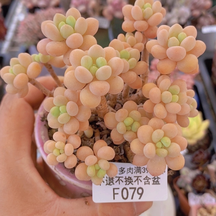 花朵鱼子酱老桩有砍9cm079多肉植物