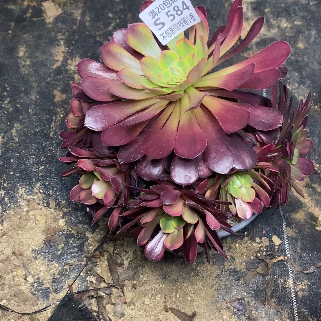 584皇妃多肉法师锦