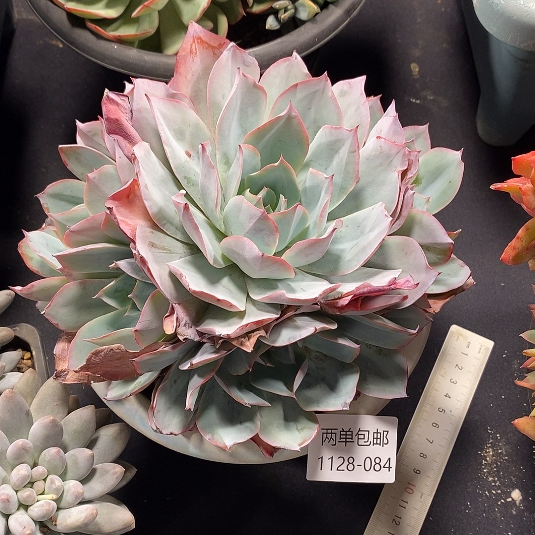 酸奶多肉 1128-084