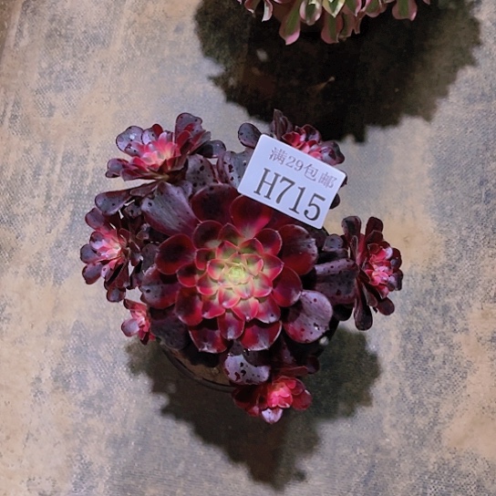 715美杜莎多肉植物