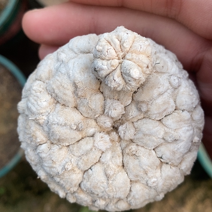 三角接浓白羊毛兜精选