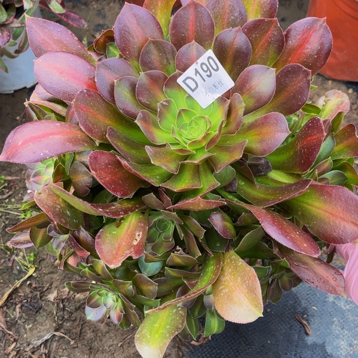 190女巫中班多肉法师不包断枝