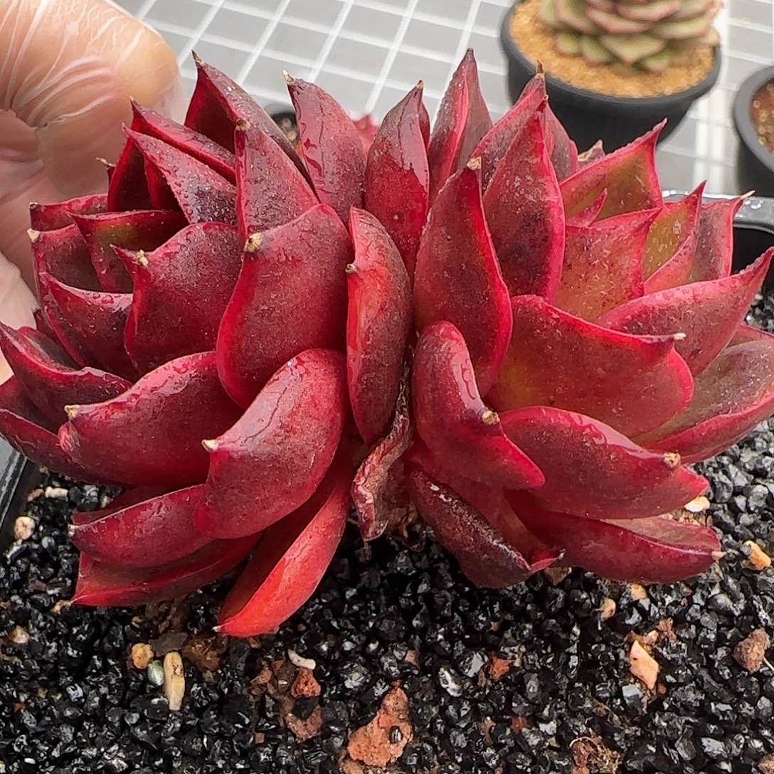 从前慢花园精选双头红灯