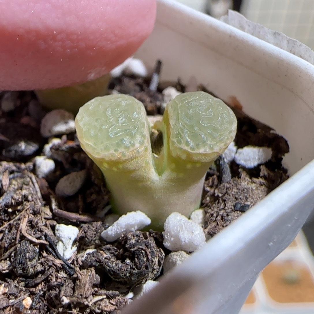 肉锥多肉植物组合-粉樱131