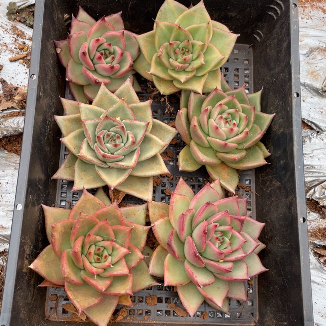 无花朵若如东云筐拍B554
