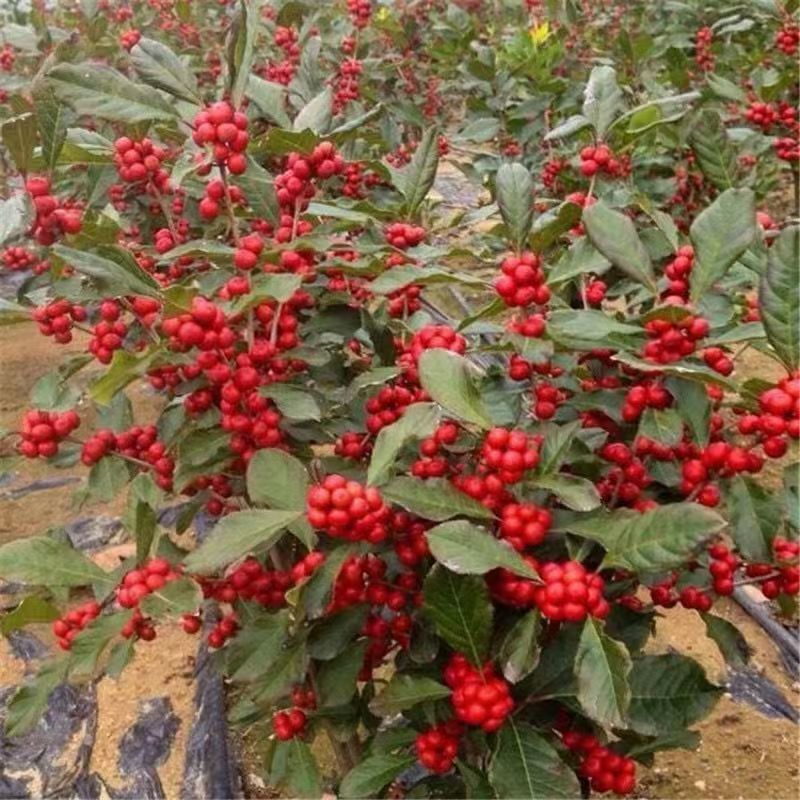 直播间一物一拍北美冬青冬红果年宵花耐寒盆景地载喜庆