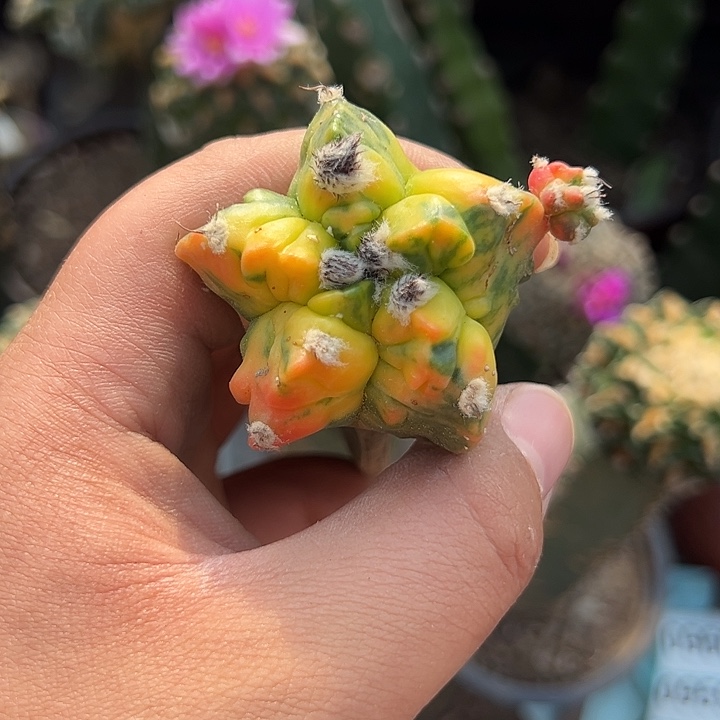 极品龟甲核桃锦仙人球616