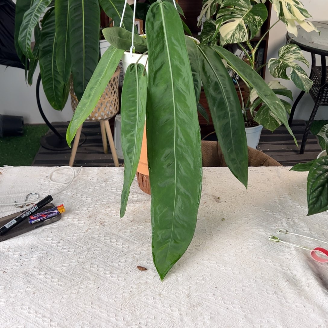 完全开放原种银脉丝绸