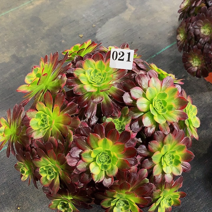 法师安娜0210000000