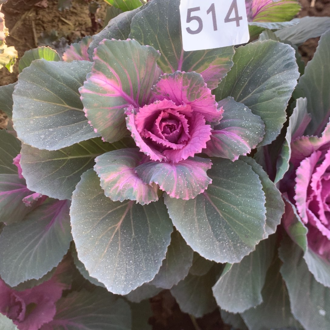 涵***欣514甘蓝多多肉植物