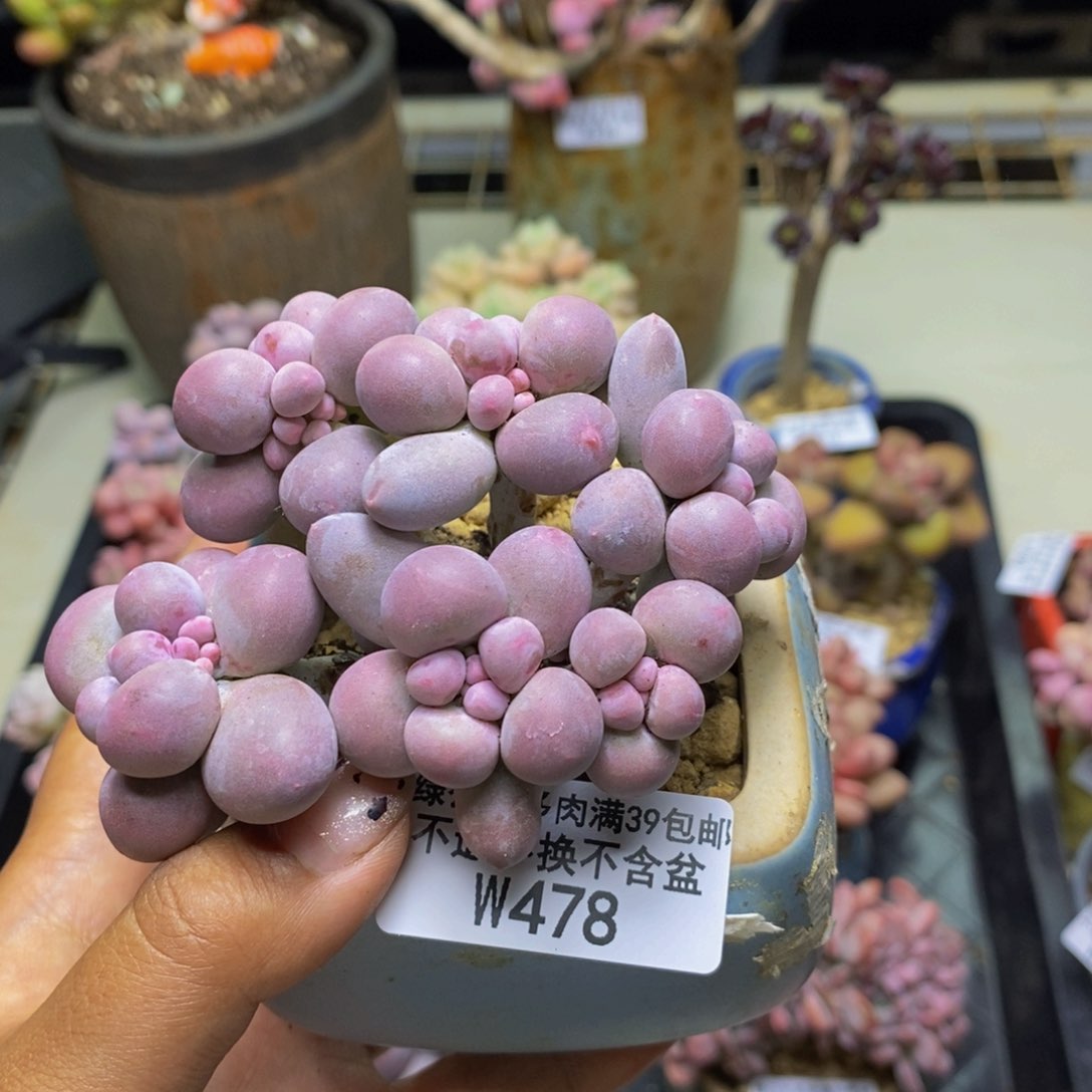 478香水手指奶多肉8c m