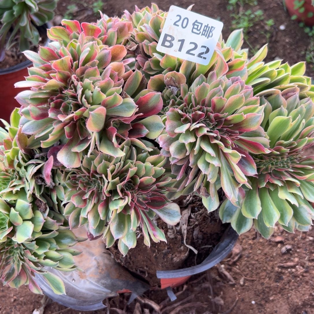 122红秀缀，多肉法师