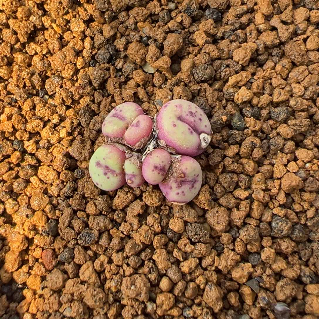 15-96肉锥多肉植物，