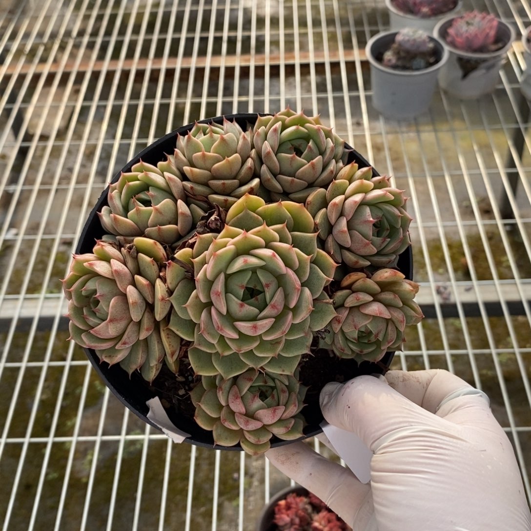 623笨吧蒂斯一物一拍