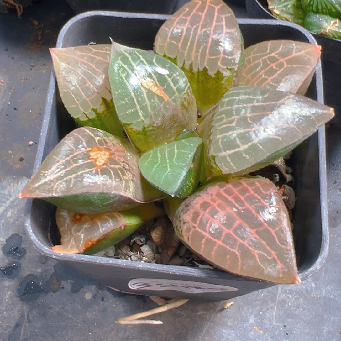 3944多肉植物一颗多肉