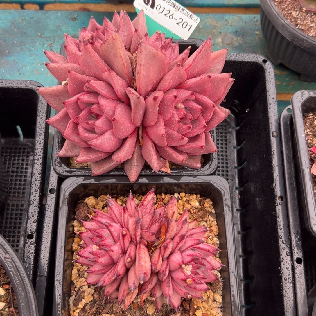 多肉一物一拍0126-201