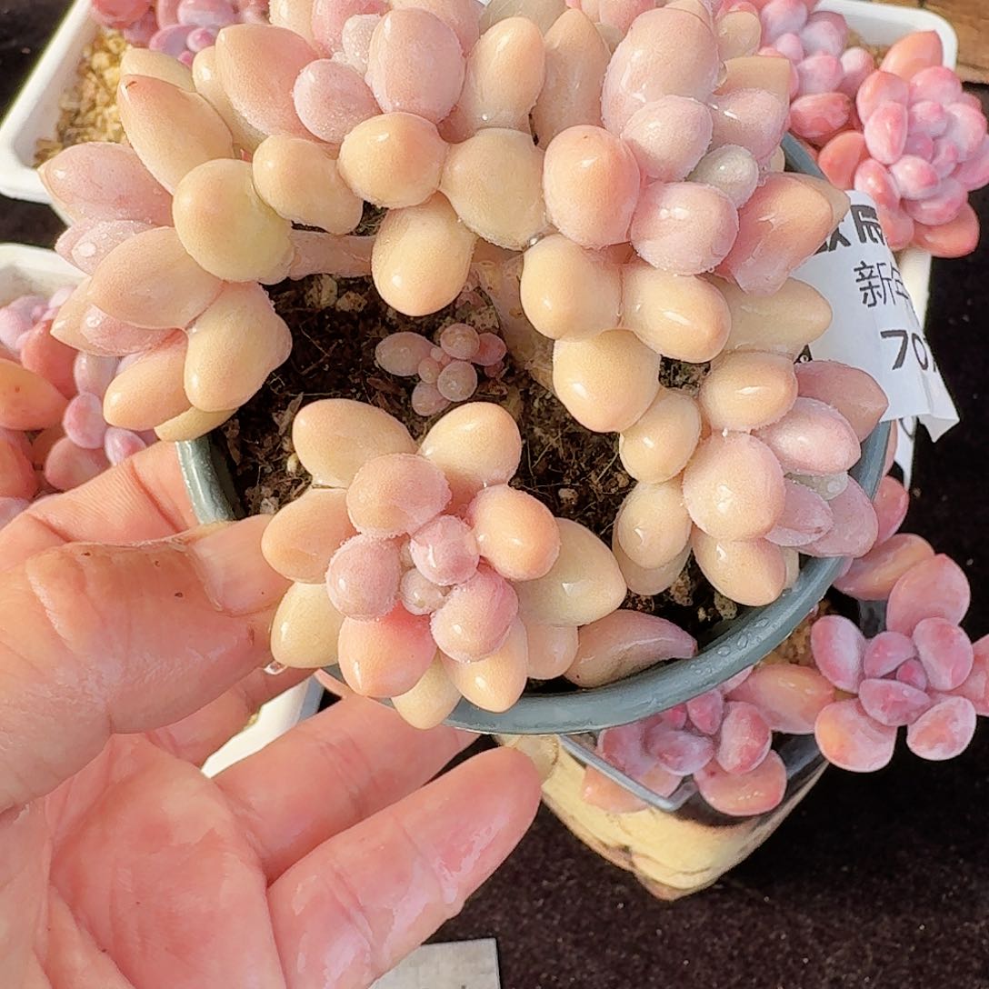 多肉植物粉色恋人7072