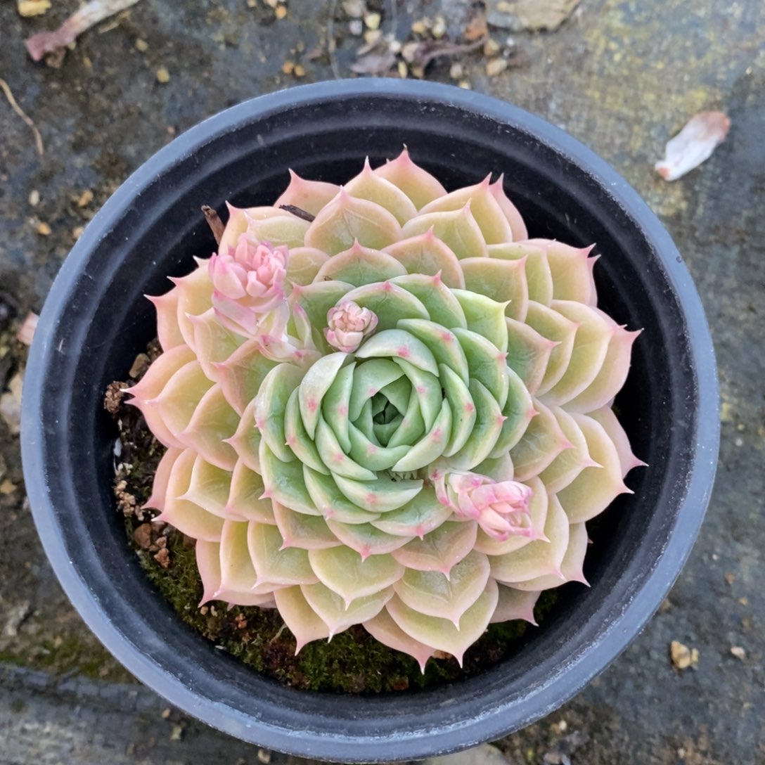 健健康康快快乐乐多肉