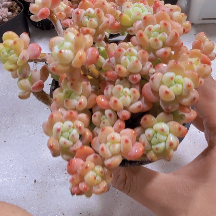 樱花罗琦超级美一颗十厘米盆