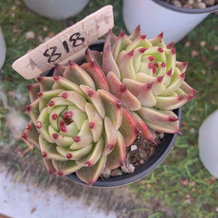 健健康康平平安安