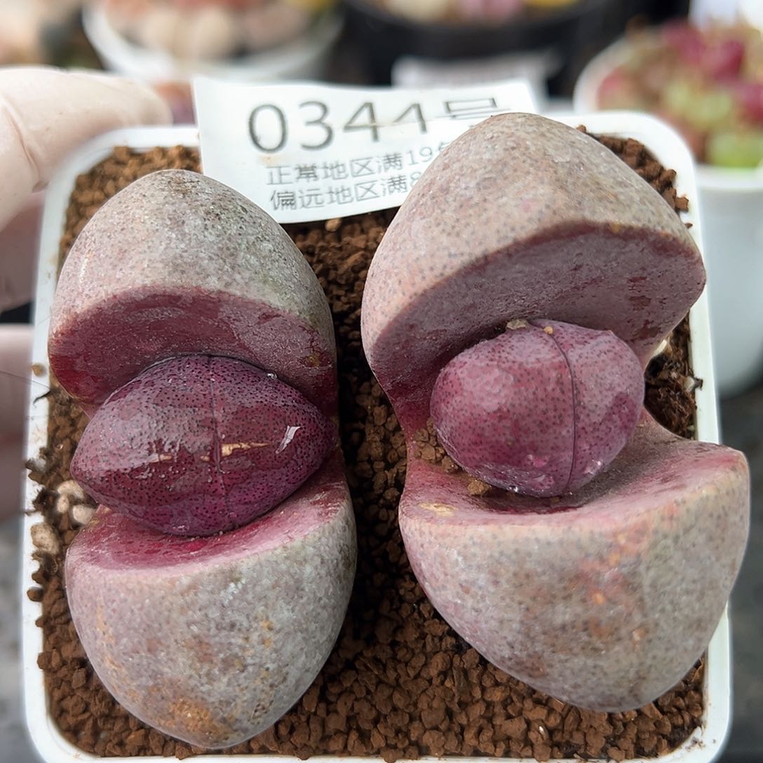 0344六年紫元宝两颗6cm左右