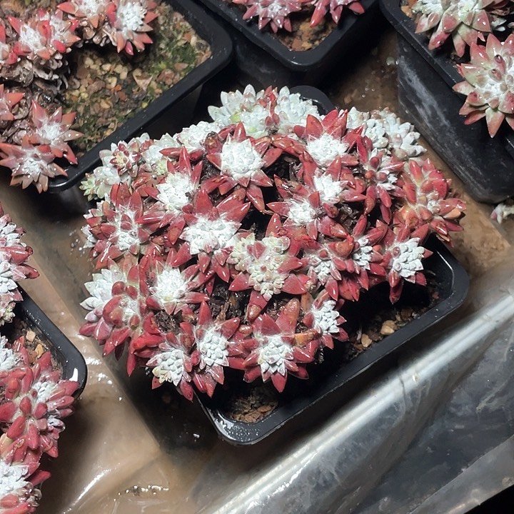 小鹿多肉一物一拍597