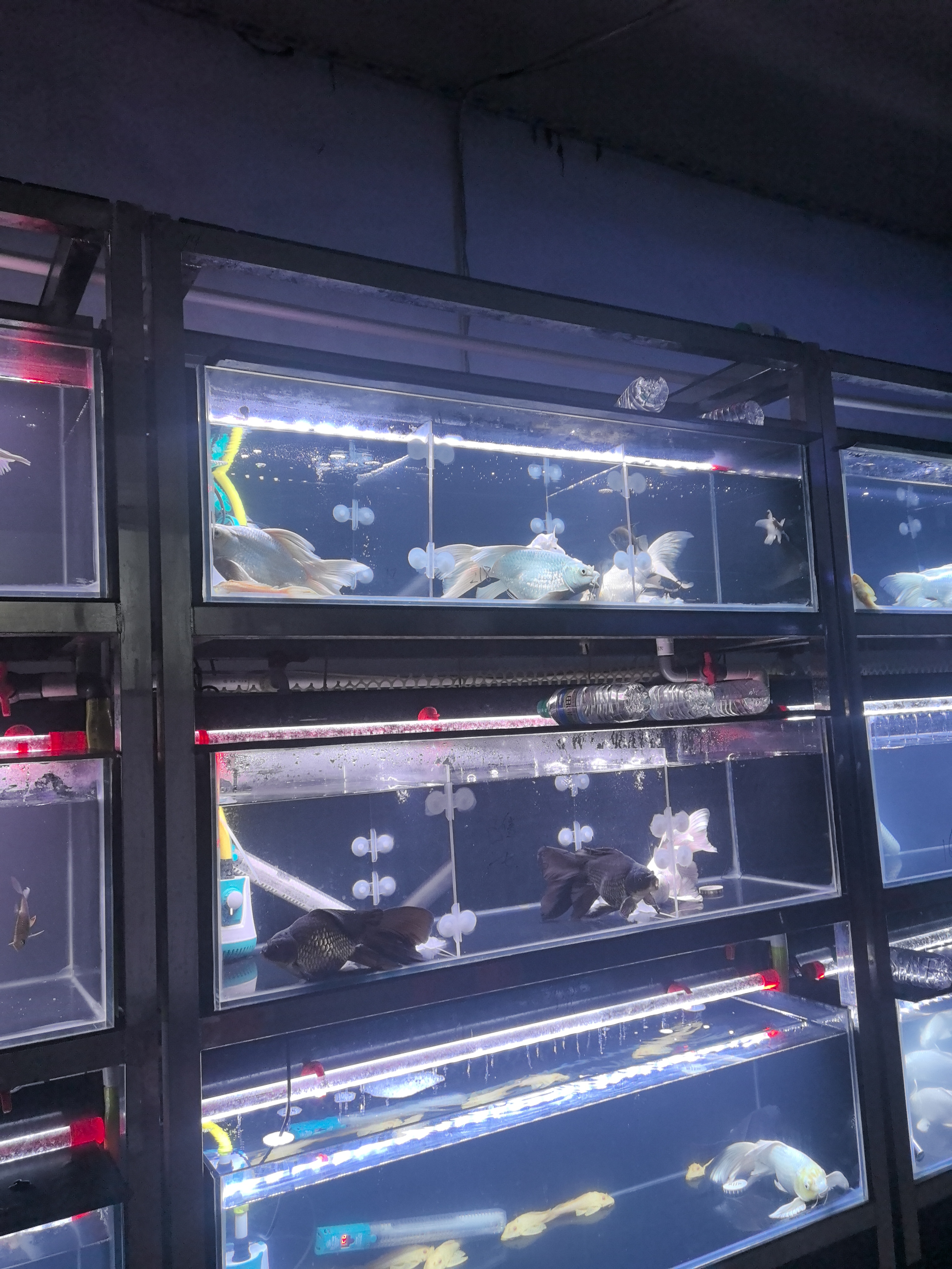 精选蝴蝶鲤不包活专拍