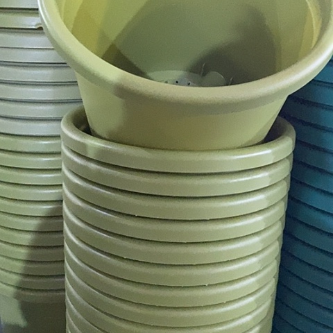 树脂四季5号果绿无托10个