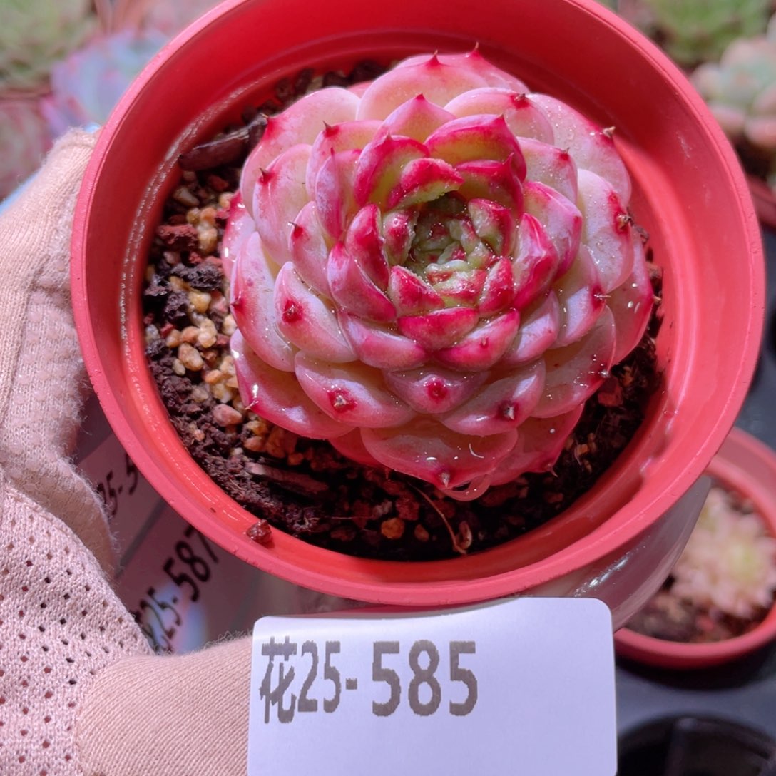 花利美25-585天鹅绒