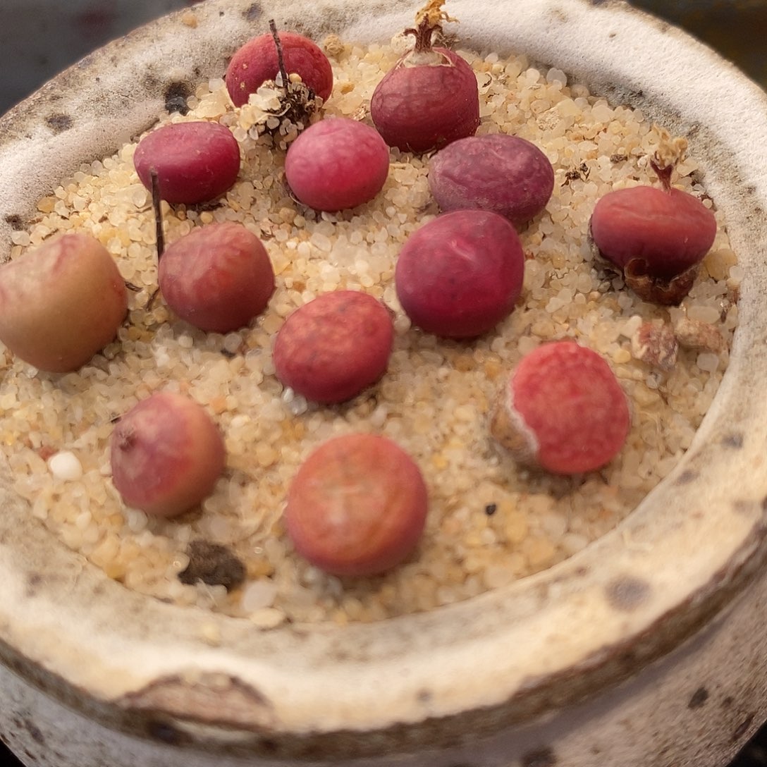 钻墨杂交一颗。        