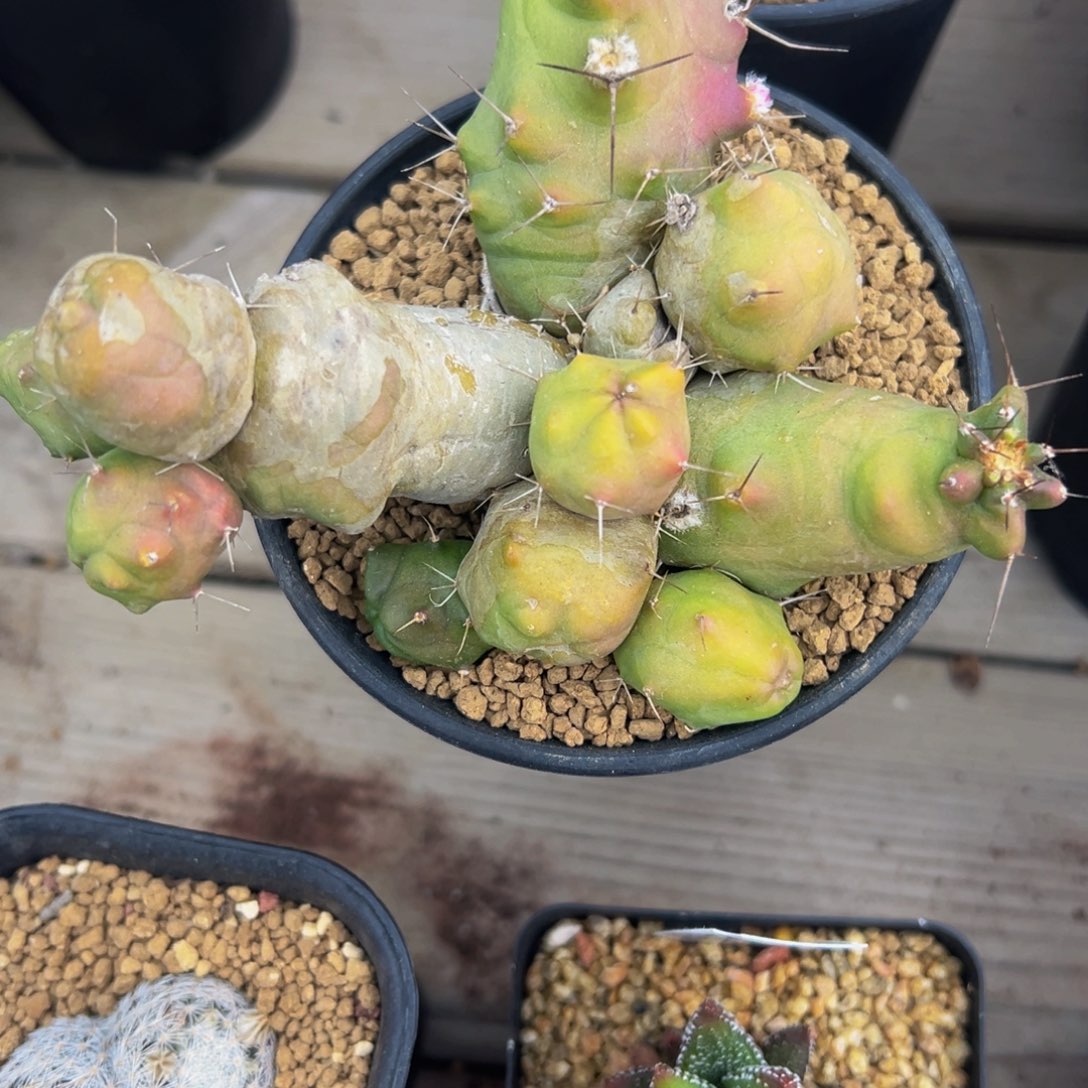 302实生根多肉植物带盆土