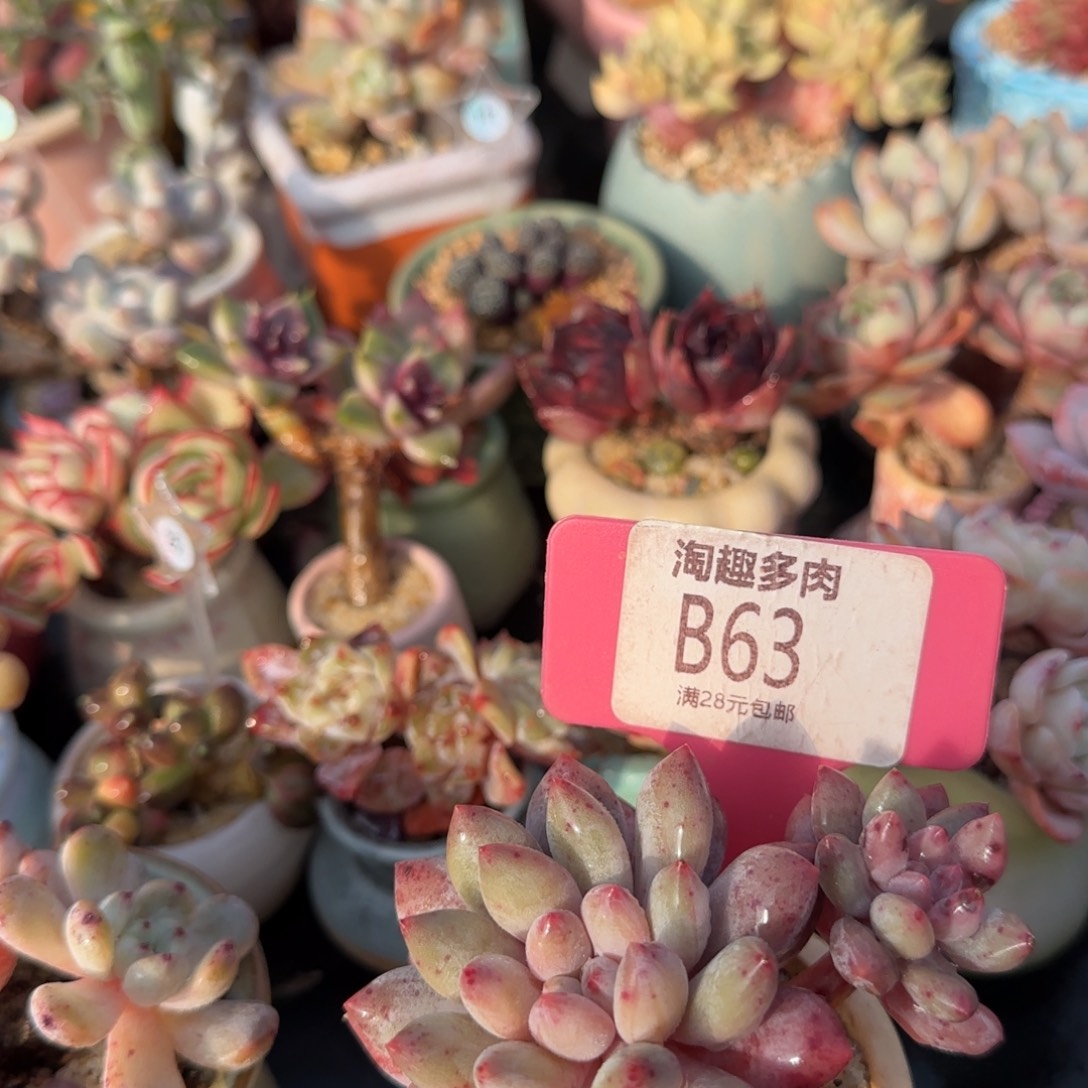 汶***婆多肉植物半下双头