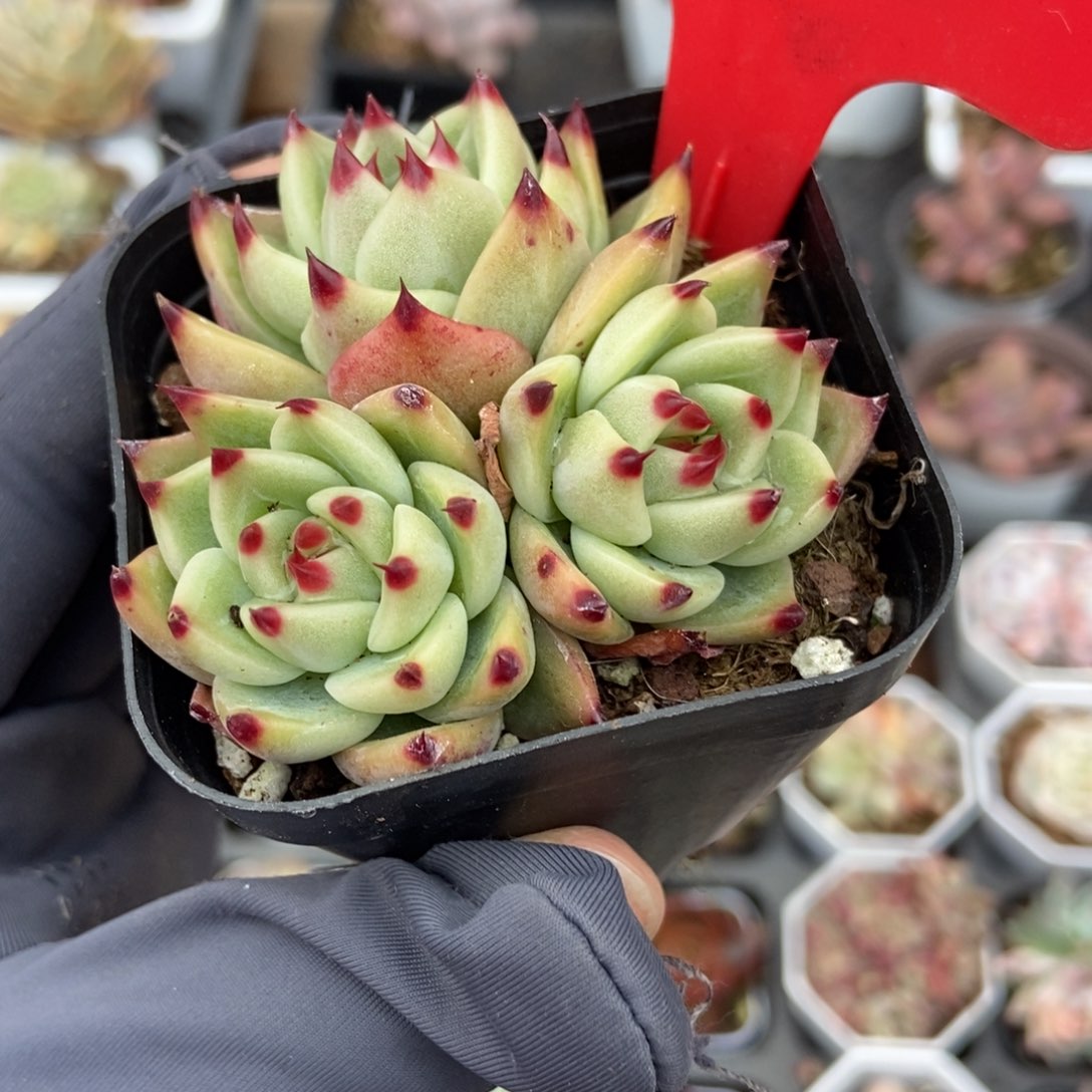 655蓝龙多肉植物保护