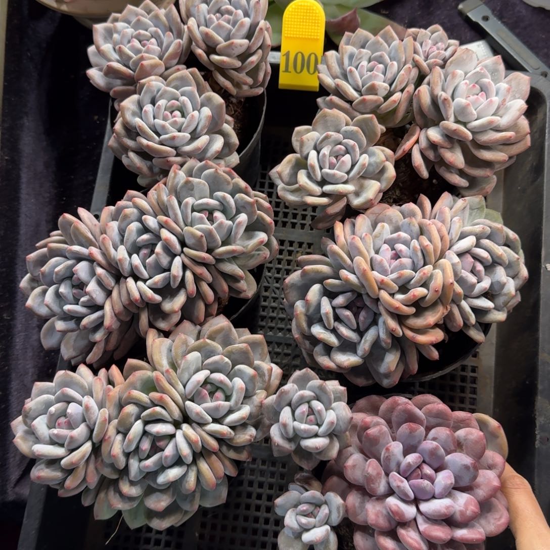 香橙6颗带盆发一物一拍100