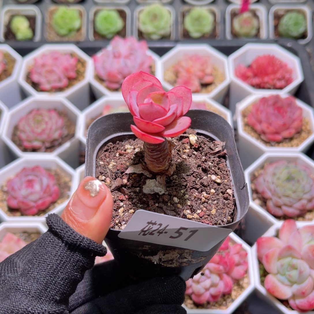 花24-51秀妍单头