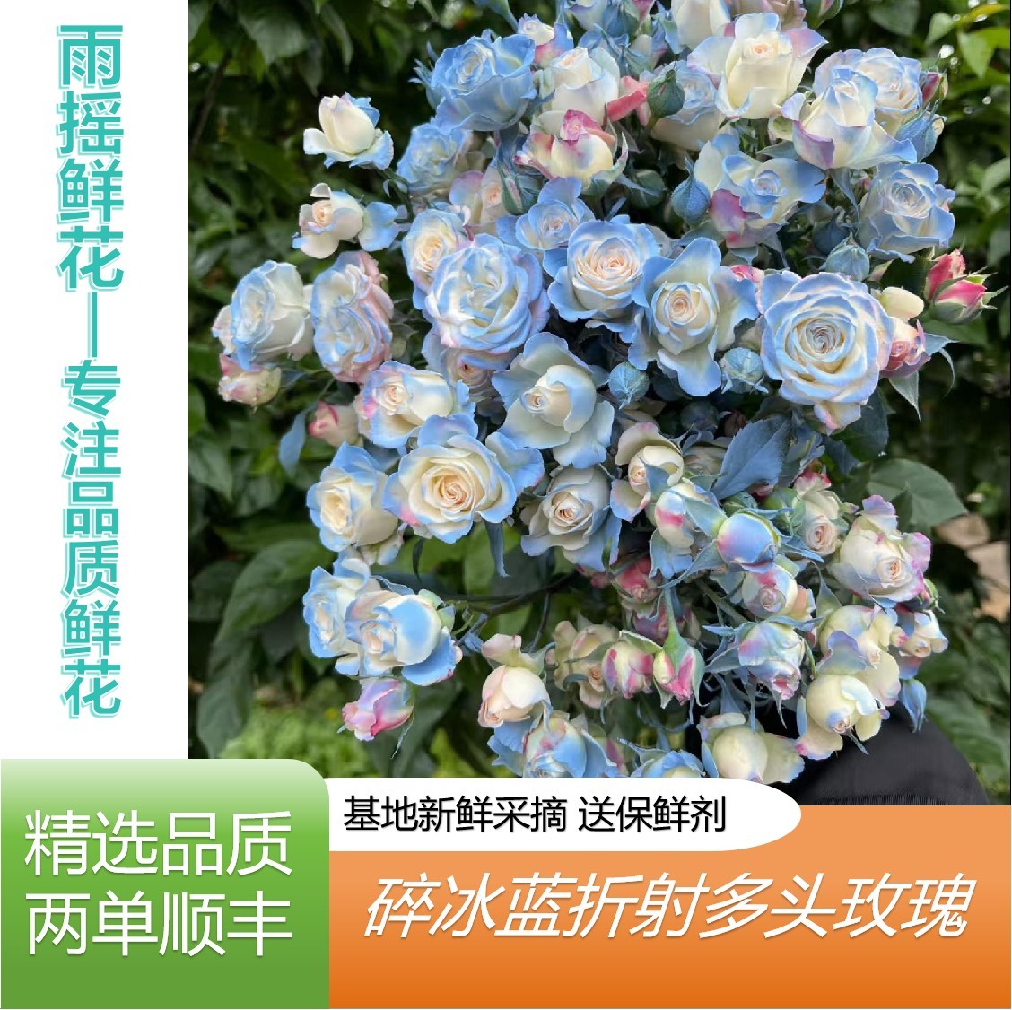 碎冰蓝折射泡泡云南基地直发任意拍两单顺丰养鲜花直播间现场卖花