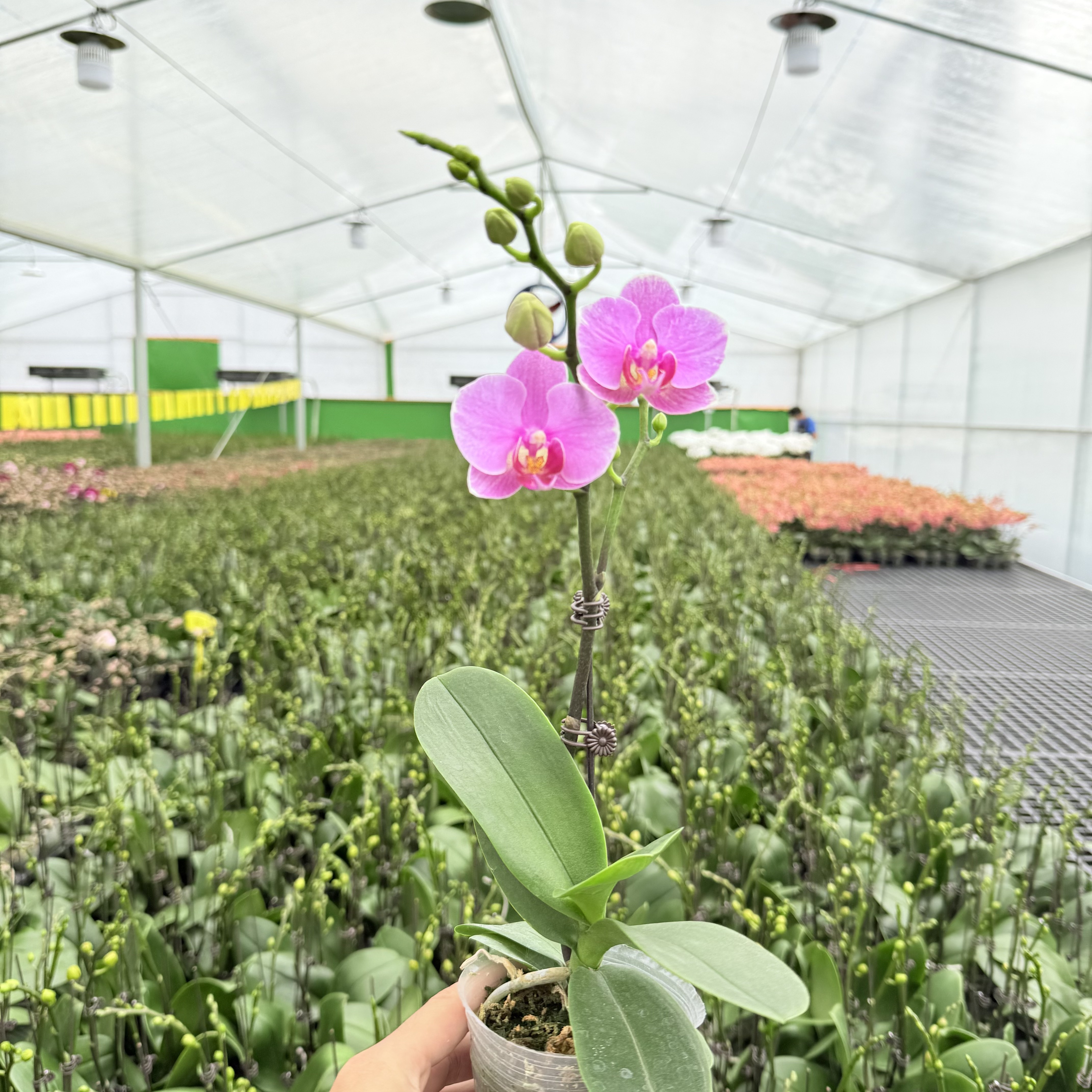 【紫蝶】花心思精品蝴蝶兰 粉紫色带花带花苞 耐看 花瓣厚实 2.8寸